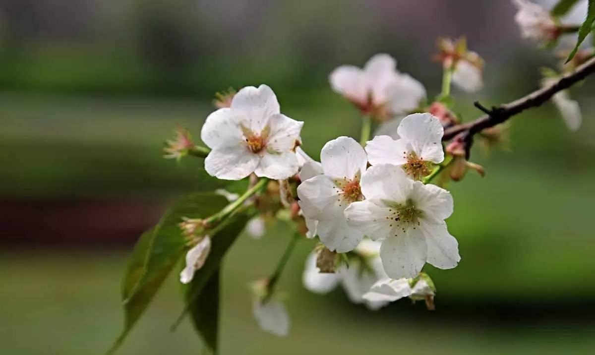 3月开什么花